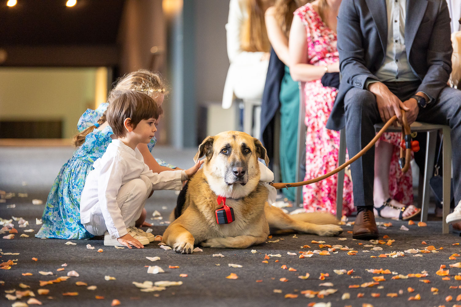 Cérémonie de mariage laïc Belgique - Chien et enfants qui jouent